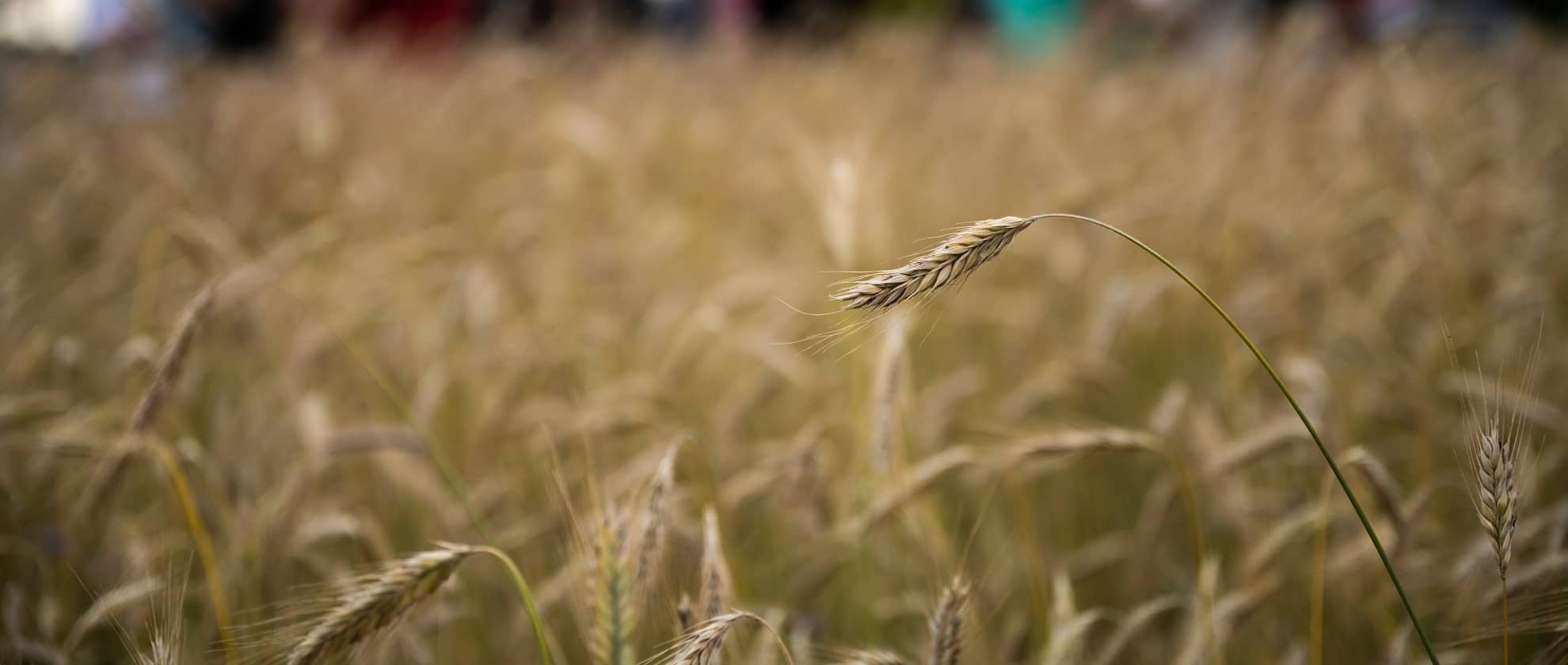 Eine Ähre im Fokus auf einem Kornfeld.