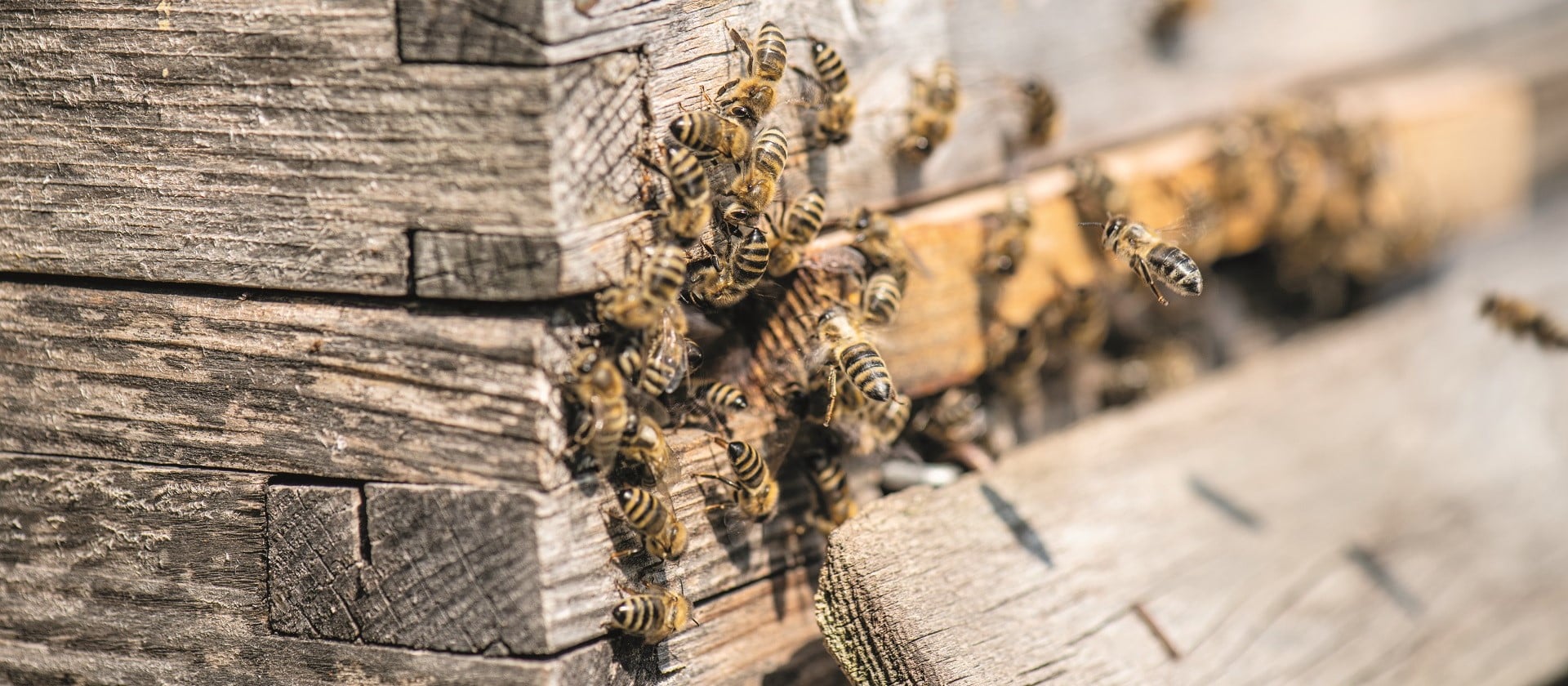 Der Eingang einer Bienenbeute, an dem sich etliche Bienen tummeln.