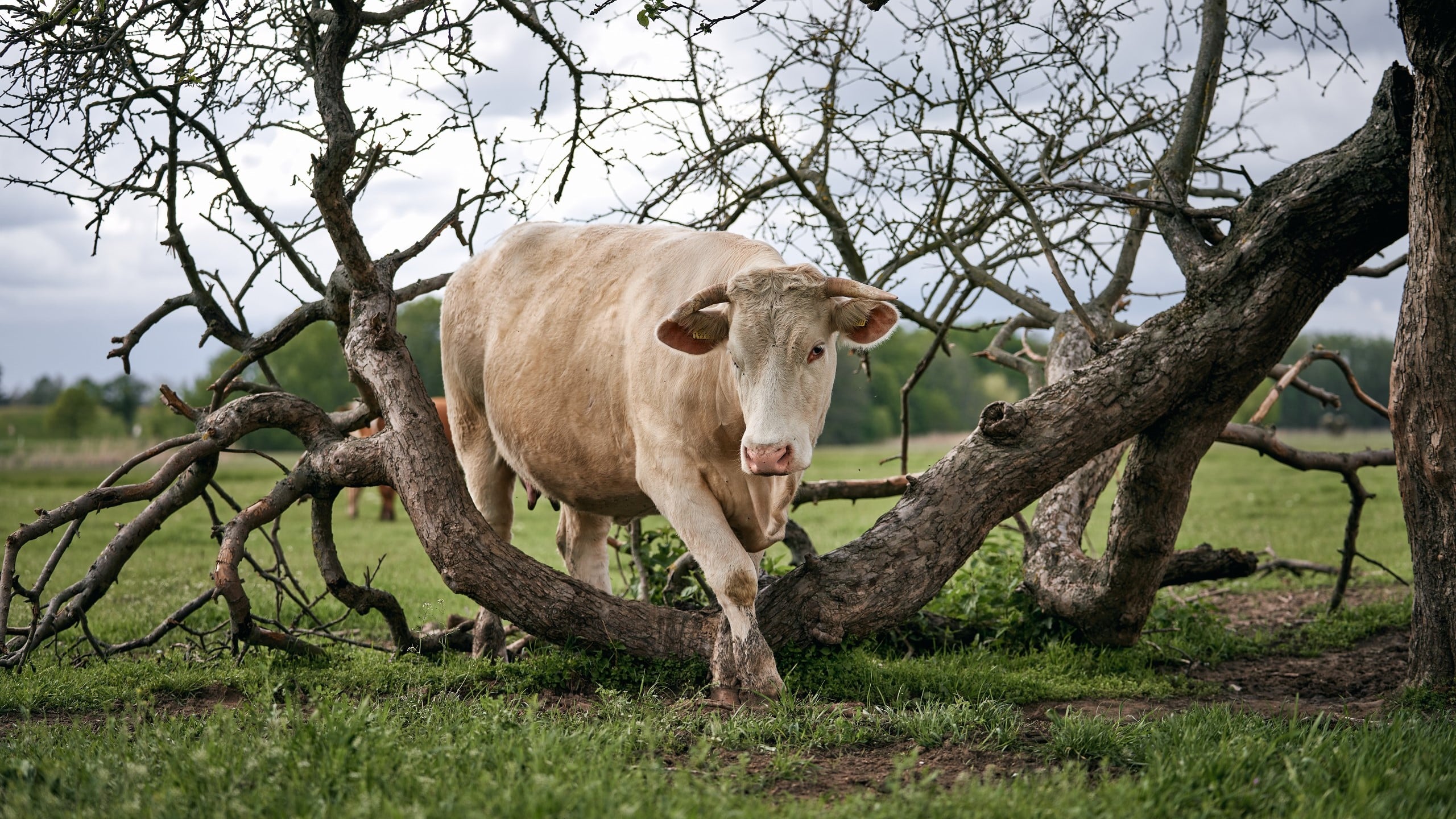 Eine behörnte Kuh durchschreitet einen umgestürzten Baum